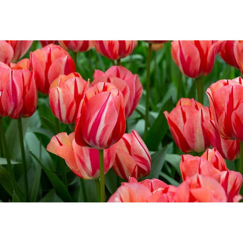 Netherlands-Holland Pink tulips at Keukenhof Gardens  Gold Ornate Wood Framed Art Print with Double Matting by Jaynes Gallery