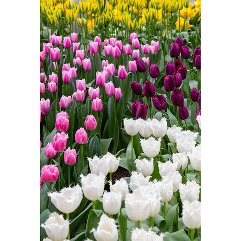 Netherlands-Holland Tulip display at Keukenhof Gardens  Black Modern Wood Framed Art Print by Jaynes Gallery