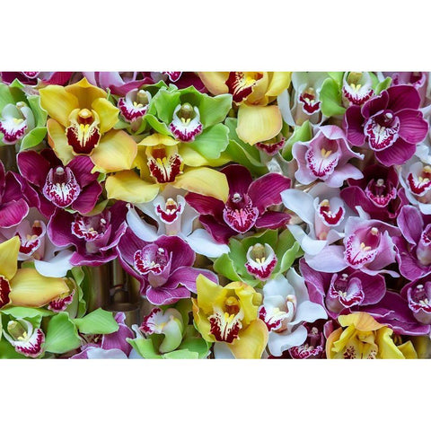 Netherlands Orchids on display at Keukenhof Gardens  White Modern Wood Framed Art Print by Jaynes Gallery