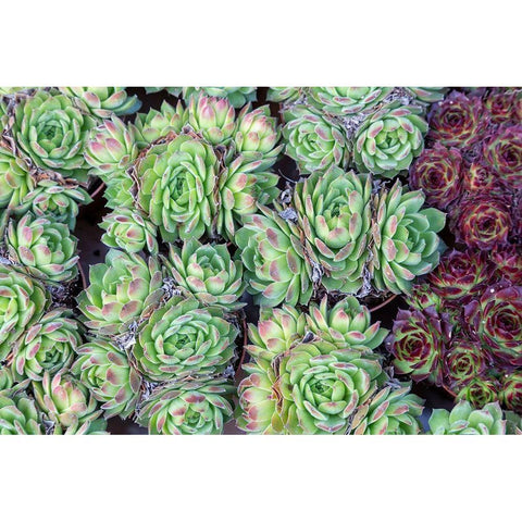 Netherlands-Amsterdam Close-up of succulents  Black Modern Wood Framed Art Print by Jaynes Gallery