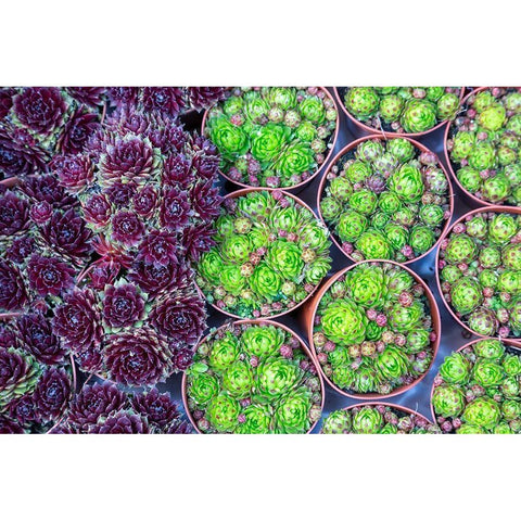 Netherlands-Amsterdam Close-up of succulents  Gold Ornate Wood Framed Art Print with Double Matting by Jaynes Gallery