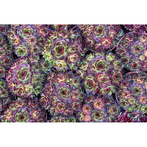 Netherlands-Amsterdam Close-up of succulents  Gold Ornate Wood Framed Art Print with Double Matting by Jaynes Gallery