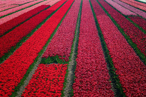 Europe-The Netherlands-Tulip field in the Beemster area White Modern Wood Framed Art Print with Double Matting by Jaynes Gallery