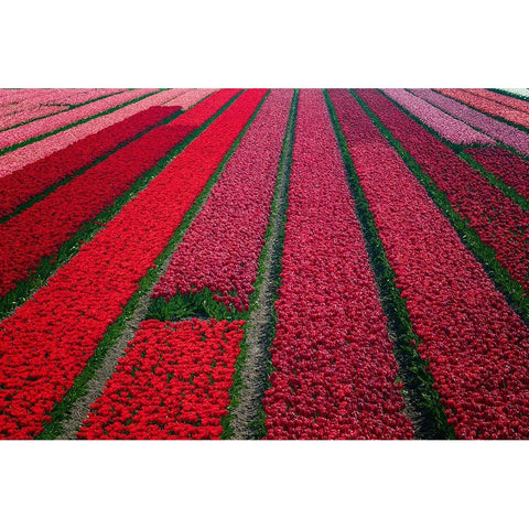 Europe-The Netherlands-Tulip field in the Beemster area Black Modern Wood Framed Art Print by Jaynes Gallery