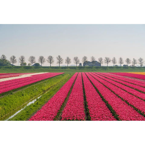 Europe-The Netherlands-Tulip field in the Beemster area Black Modern Wood Framed Art Print by Jaynes Gallery