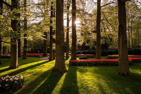 Europe-The Netherlands-Lisse-Keukenhof Gardens at sunrise White Modern Wood Framed Art Print with Double Matting by Jaynes Gallery