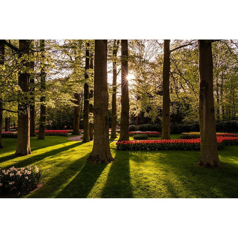 Europe-The Netherlands-Lisse-Keukenhof Gardens at sunrise White Modern Wood Framed Art Print by Jaynes Gallery