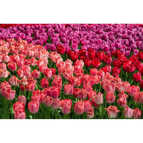 Europe-The Netherlands-Lisse-Close-up of blooming pink tulips in Keukenhof Gardens Gold Ornate Wood Framed Art Print with Double Matting by Jaynes Gallery