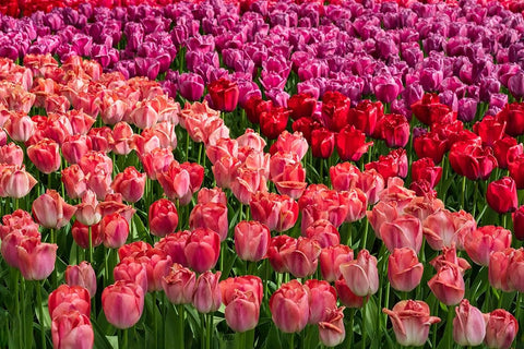 Europe-The Netherlands-Lisse-Close-up of blooming pink tulips in Keukenhof Gardens White Modern Wood Framed Art Print with Double Matting by Jaynes Gallery