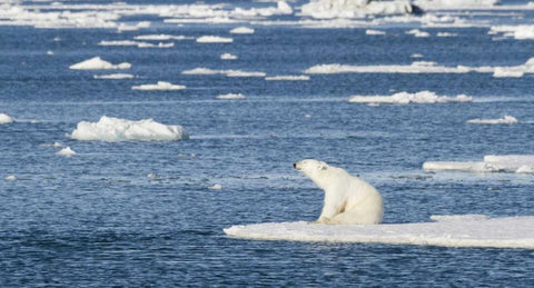 Norway, Svalbard Polar bear sitting in sun White Modern Wood Framed Art Print with Double Matting by Young, Bill