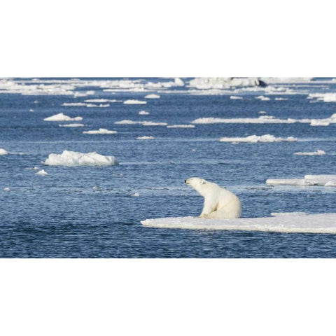 Norway, Svalbard Polar bear sitting in sun Black Modern Wood Framed Art Print by Young, Bill