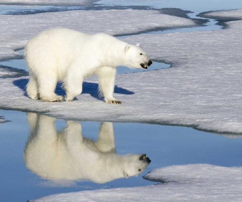 Norway, Svalbard Polar bear reflected in pool White Modern Wood Framed Art Print with Double Matting by Young, Bill