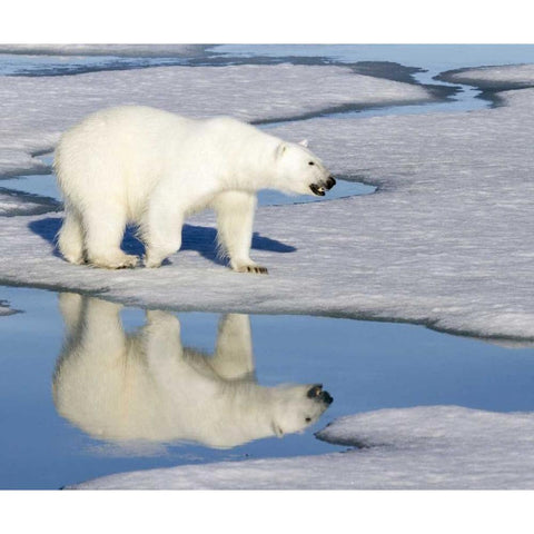 Norway, Svalbard Polar bear reflected in pool Black Modern Wood Framed Art Print with Double Matting by Young, Bill