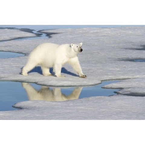 Norway, Svalbard Polar bear reflected in pool White Modern Wood Framed Art Print by Young, Bill