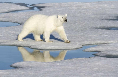 Norway, Svalbard Polar bear reflected in pool White Modern Wood Framed Art Print with Double Matting by Young, Bill