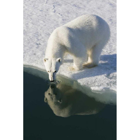 Norway, Svalbard Polar bear reflected in water Gold Ornate Wood Framed Art Print with Double Matting by Young, Bill