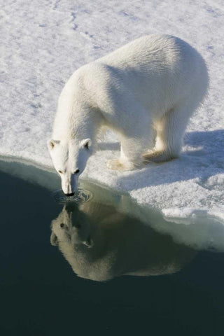 Norway, Svalbard Polar bear reflected in water Black Ornate Wood Framed Art Print with Double Matting by Young, Bill