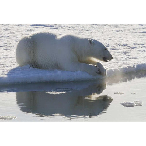 Norway, Svalbard Polar bear backlit as it sits Black Modern Wood Framed Art Print with Double Matting by Young, Bill