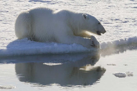 Norway, Svalbard Polar bear backlit as it sits White Modern Wood Framed Art Print with Double Matting by Young, Bill