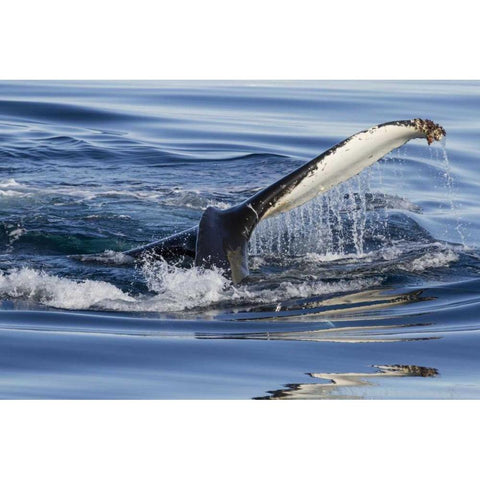 Norway, Svalbard Humpback whale tailfin breeches Gold Ornate Wood Framed Art Print with Double Matting by Young, Bill
