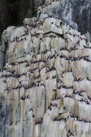 Norway, Svalbard Alkefjellet cliff bird colony White Modern Wood Framed Art Print with Double Matting by Young, Bill