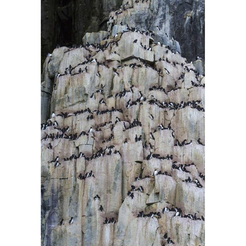 Norway, Svalbard Alkefjellet cliff bird colony Black Modern Wood Framed Art Print by Young, Bill