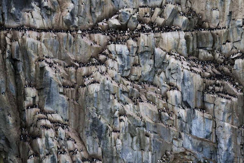 Norway, Svalbard Alkefjellet cliff bird colony Black Ornate Wood Framed Art Print with Double Matting by Young, Bill