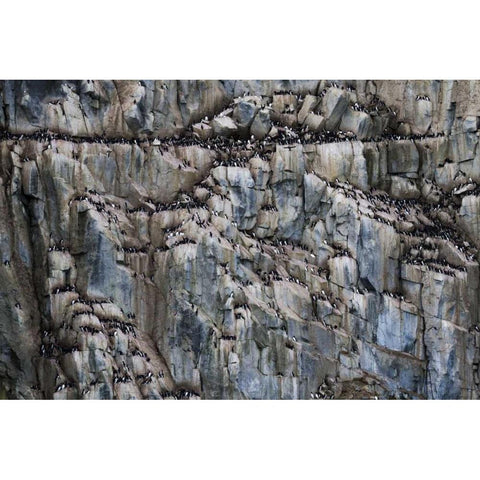 Norway, Svalbard Alkefjellet cliff bird colony Black Modern Wood Framed Art Print by Young, Bill
