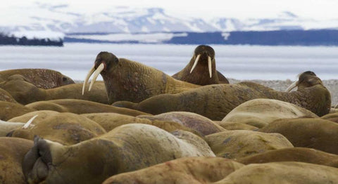 Norway, Svalbard, Torellneset Walruses resting Black Ornate Wood Framed Art Print with Double Matting by Young, Bill