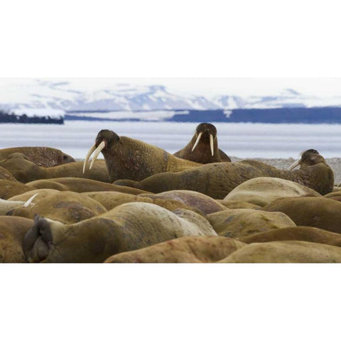 Norway, Svalbard, Torellneset Walruses resting Black Modern Wood Framed Art Print by Young, Bill