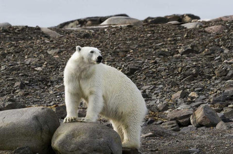Norway, Svalbard Polar bear on rocky ground Black Ornate Wood Framed Art Print with Double Matting by Young, Bill