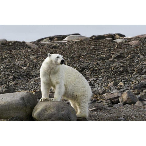 Norway, Svalbard Polar bear on rocky ground Gold Ornate Wood Framed Art Print with Double Matting by Young, Bill