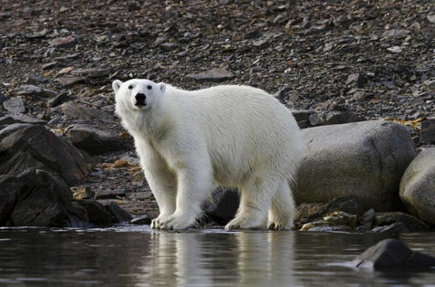 Norway, Svalbard Polar bear next to water Black Ornate Wood Framed Art Print with Double Matting by Young, Bill