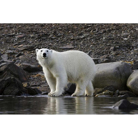 Norway, Svalbard Polar bear next to water Black Modern Wood Framed Art Print by Young, Bill