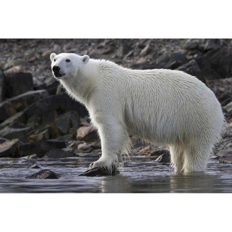 Norway, Svalbard Polar bear standing in water White Modern Wood Framed Art Print by Young, Bill