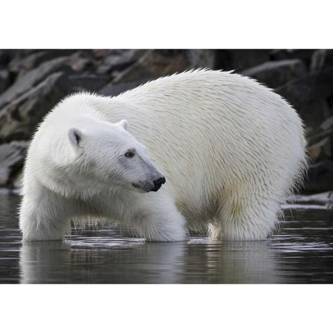 Norway, Svalbard Polar bear standing in water Gold Ornate Wood Framed Art Print with Double Matting by Young, Bill