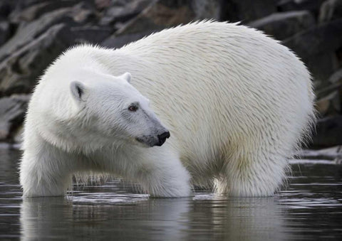 Norway, Svalbard Polar bear standing in water White Modern Wood Framed Art Print with Double Matting by Young, Bill
