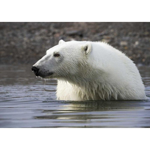 Norway, Svalbard Polar bear standing in water Black Modern Wood Framed Art Print with Double Matting by Young, Bill