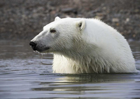 Norway, Svalbard Polar bear standing in water Black Ornate Wood Framed Art Print with Double Matting by Young, Bill