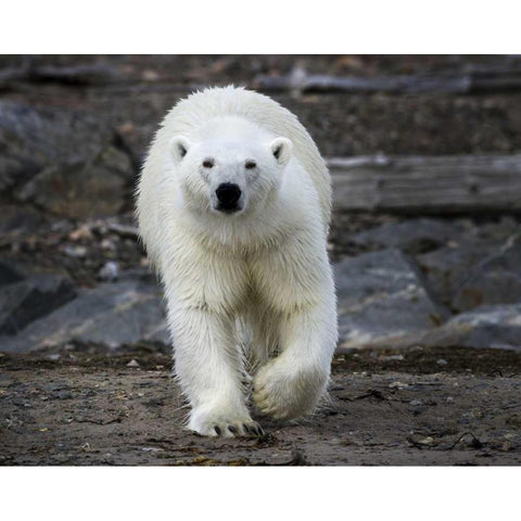 Norway, Svalbard Polar bear on rocky ground Gold Ornate Wood Framed Art Print with Double Matting by Young, Bill