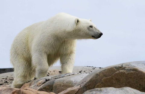 Norway, Svalbard Polar bear on rocky ground Black Ornate Wood Framed Art Print with Double Matting by Young, Bill