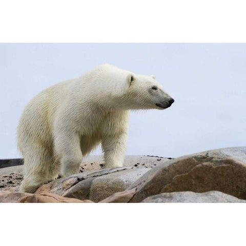 Norway, Svalbard Polar bear on rocky ground Black Modern Wood Framed Art Print by Young, Bill