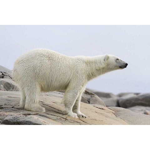 Norway, Svalbard Polar bear standing Black Modern Wood Framed Art Print by Young, Bill