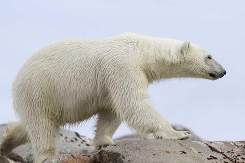 Norway, Svalbard Polar bear walking on rocks Black Ornate Wood Framed Art Print with Double Matting by Young, Bill