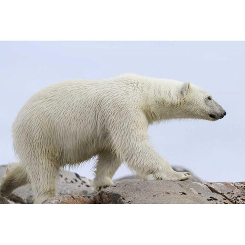 Norway, Svalbard Polar bear walking on rocks Black Modern Wood Framed Art Print by Young, Bill