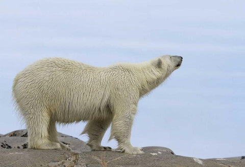 Norway, Svalbard Polar bear sniffing the air White Modern Wood Framed Art Print with Double Matting by Young, Bill
