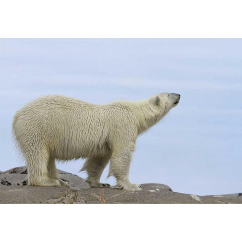Norway, Svalbard Polar bear sniffing the air Black Modern Wood Framed Art Print by Young, Bill