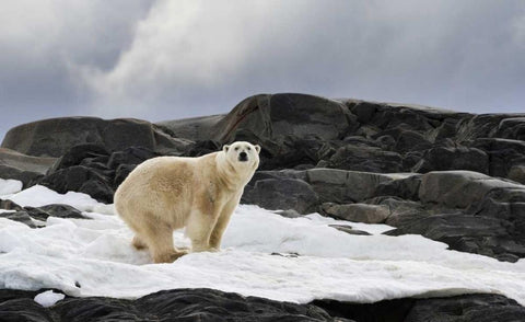 Norway, Svalbard Polar bear on snow Black Ornate Wood Framed Art Print with Double Matting by Young, Bill