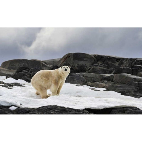 Norway, Svalbard Polar bear on snow White Modern Wood Framed Art Print by Young, Bill