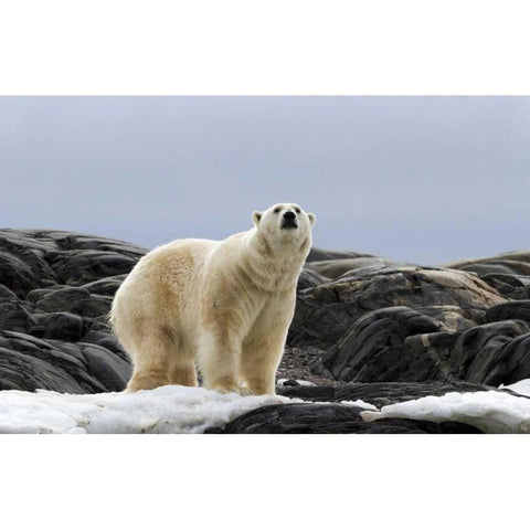 Norway, Svalbard Polar bear on snow Black Modern Wood Framed Art Print by Young, Bill